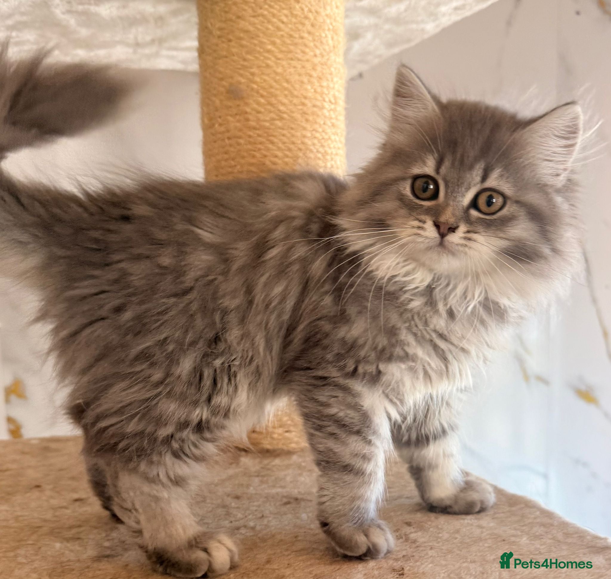 British Longhair cats Top quality BLH kittens new lines! - Advert 1