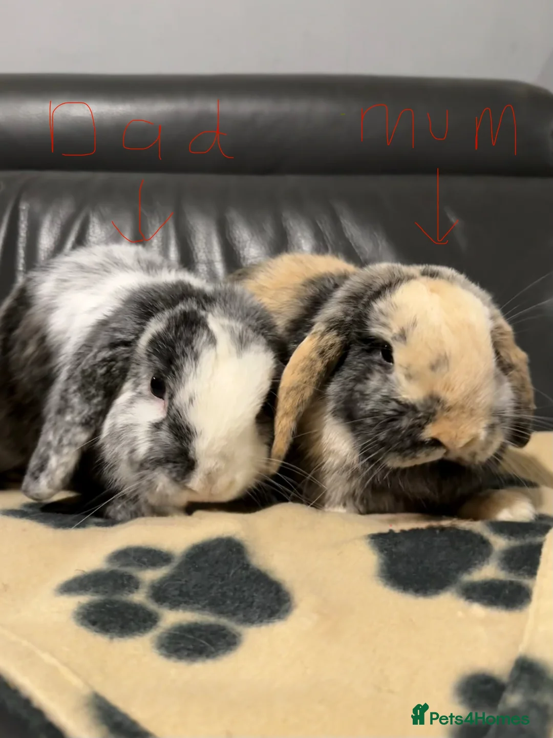 Mini Lop rabbits for sale: Adorable litter of pure breed mini lop rabbits in Rayleigh - Advert 8