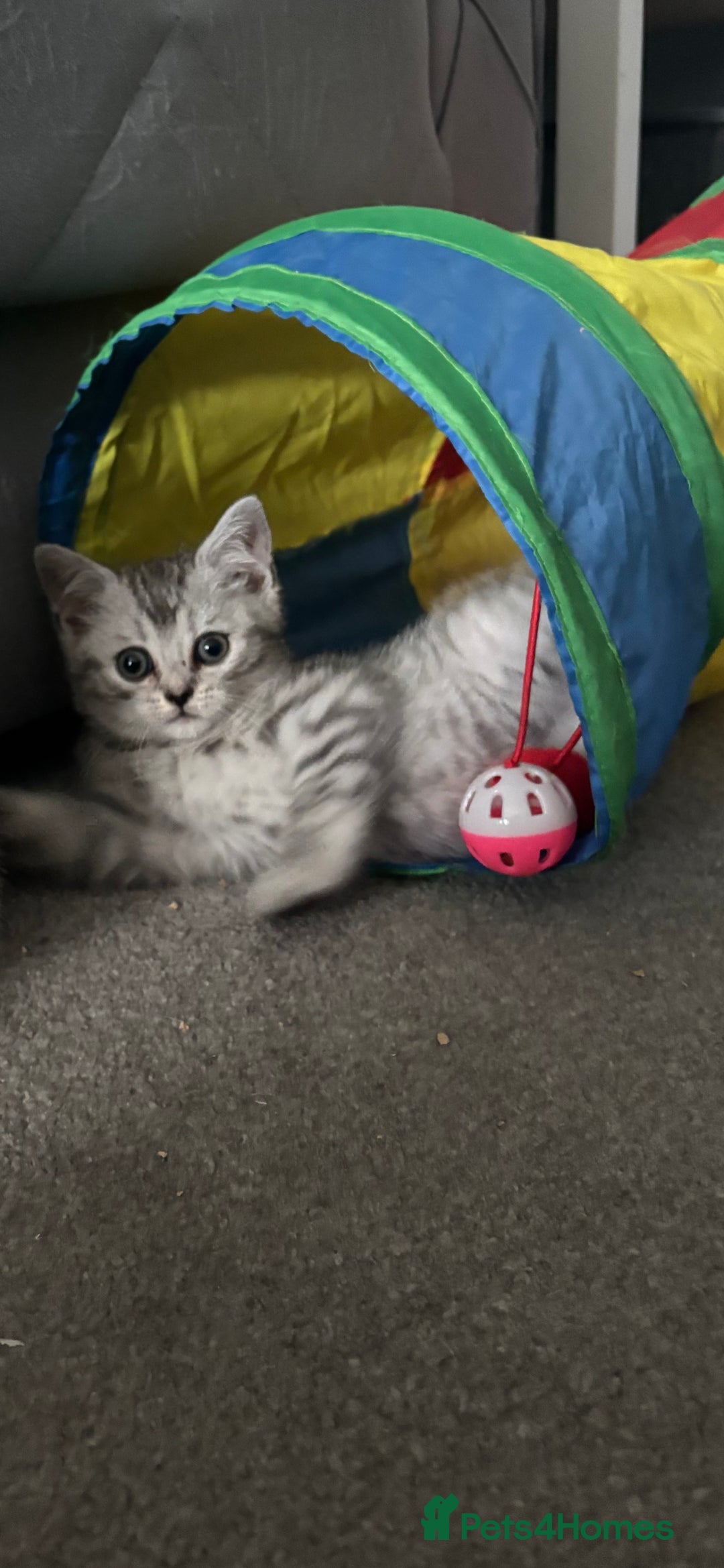 Scottish Fold cats for sale: Scottish fold kittens  - Image 5