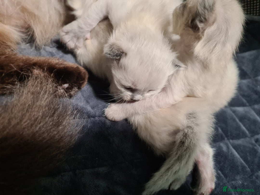 Ragdoll cats for sale: Radgoll kittens  - Advert 6