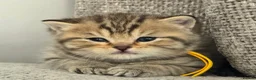 British Shorthair cats for sale: Gorgeous Golden Tabby ✨ British Shorthair Kitten ⭐ - Advert 32