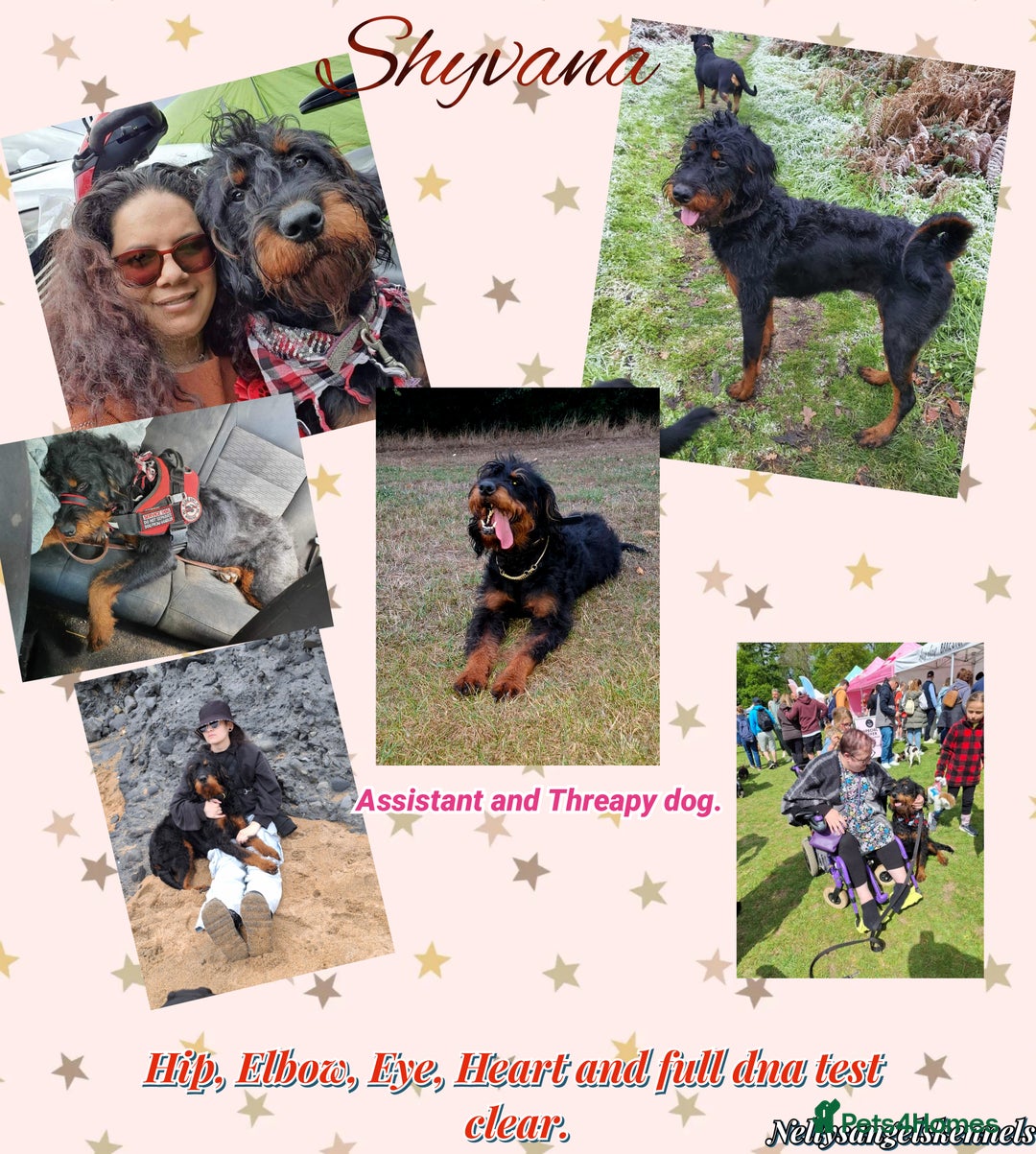 Mixed Breed dogs for sale: F1b health tested Rottiepoo puppies - Advert 3