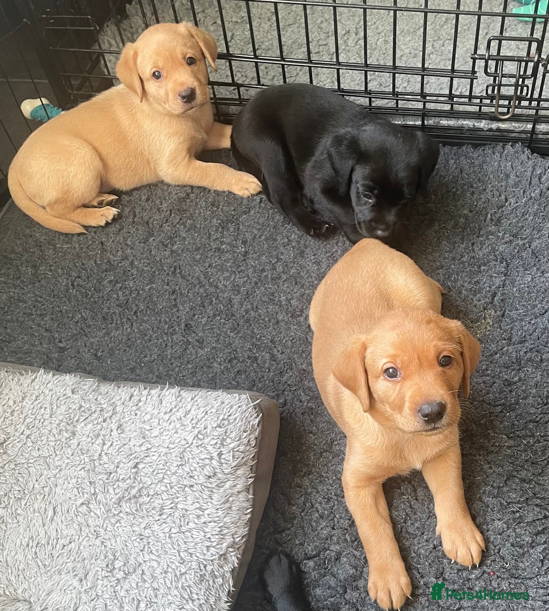Labrador Retriever dogs for sale: Black and Fox Red KC Health Tested Puppies - Advert 9