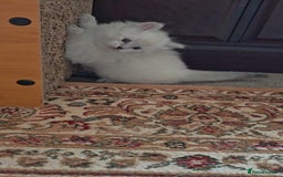 Siberian cats for sale: Siberian GCCFxGolden Chinchilla GCCF - Image 10