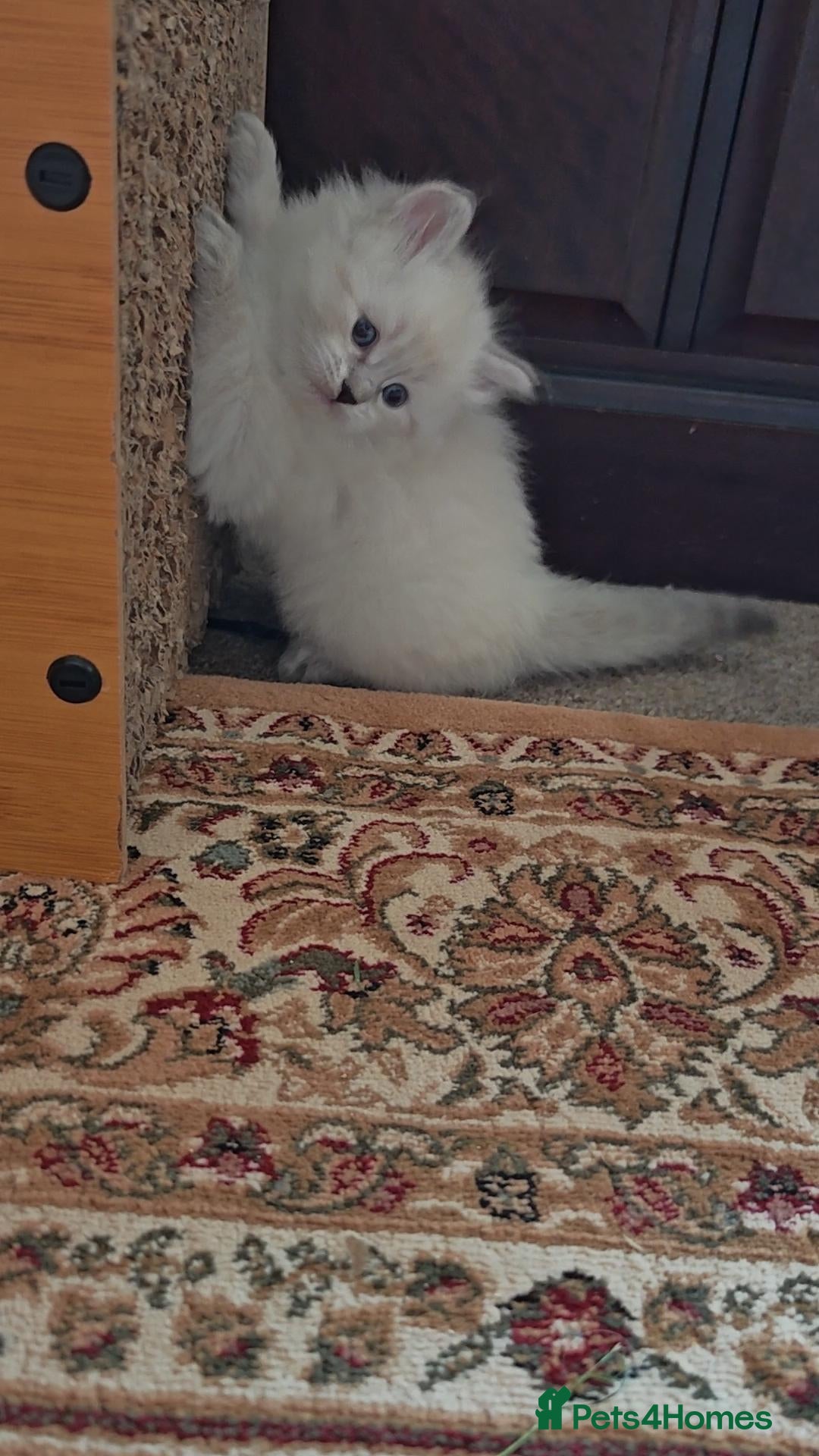 Siberian cats for sale: Siberian GCCFxGolden Chinchilla GCCF - Image 10