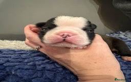 Boston Terrier dogs for sale: Last little girl available Kc reg  - Image 21