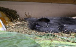 Mini Lion Lop rabbits for sale: 4 mini lop lion head bunnies rescue adopt  - Image 3
