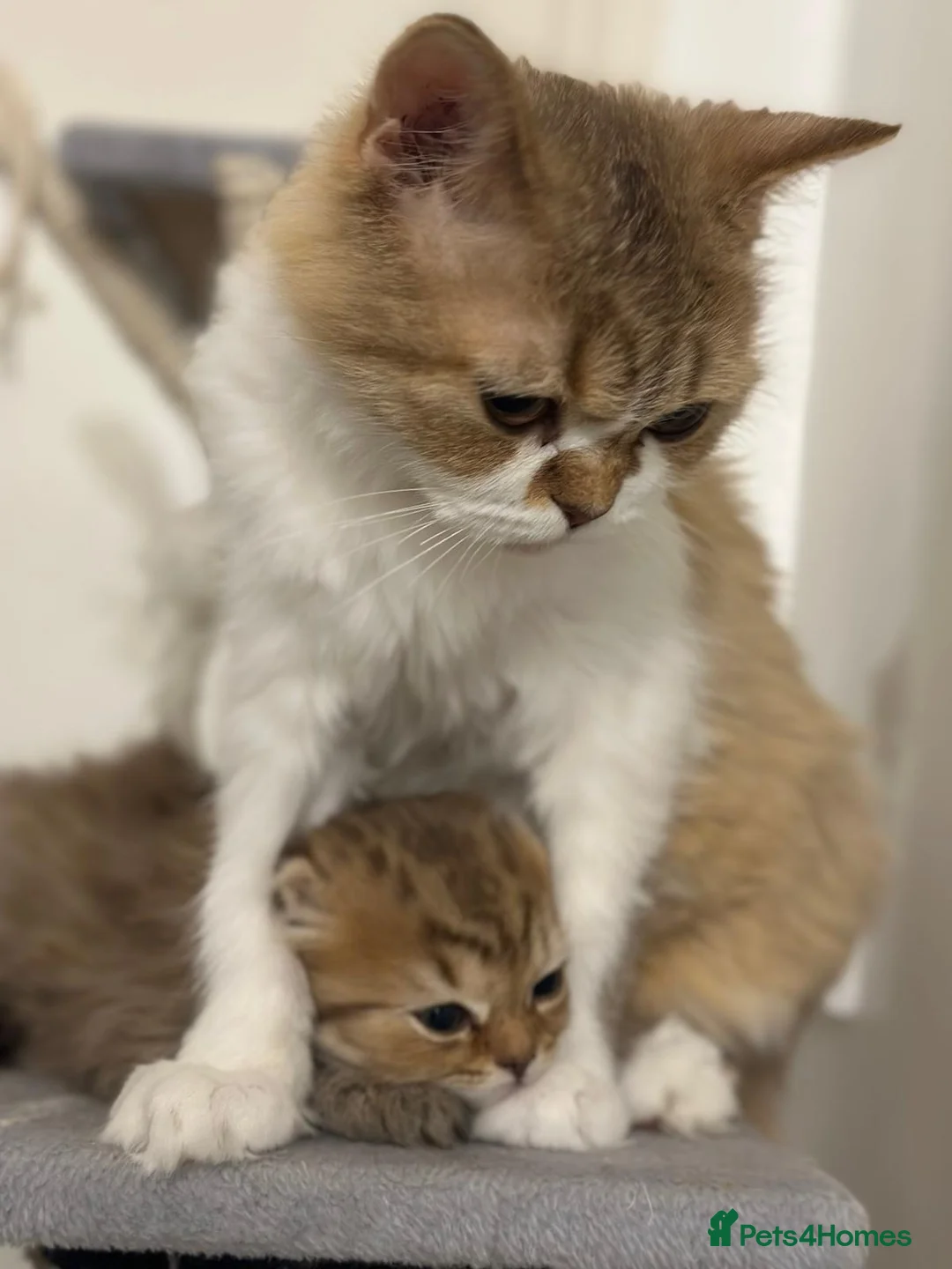 Scottish Fold cats for sale: beautiful british long hair scottish fold kitten  - Advert 10