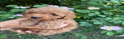 Cavapoo dogs for sale: Cavapoo fantastic! Playful beautiful puppies  - Advert 13