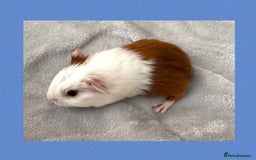 Guinea Pig rodents for sale: Baby guinea pigs  - Image 11