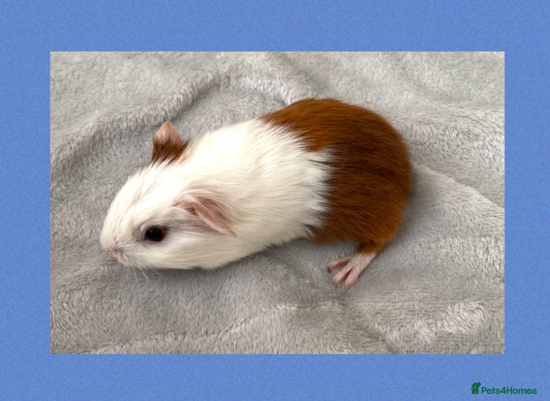 Guinea Pig rodents for sale: Baby guinea pigs  - Image 11
