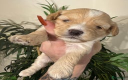 Maltipoo dogs for sale: Fully dna tested Maltipoos  - Image 18