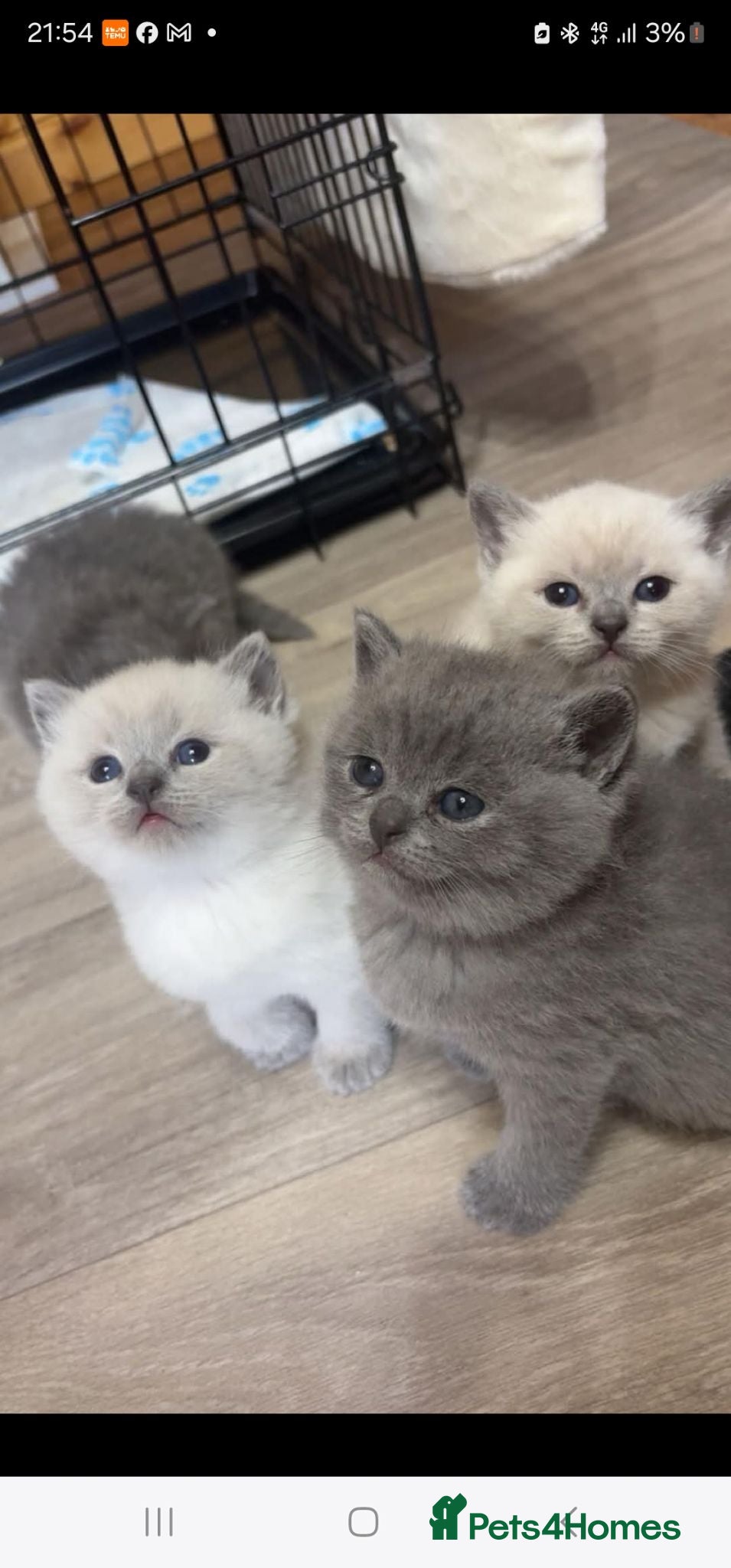 British Shorthair cats British short haired - Advert 3