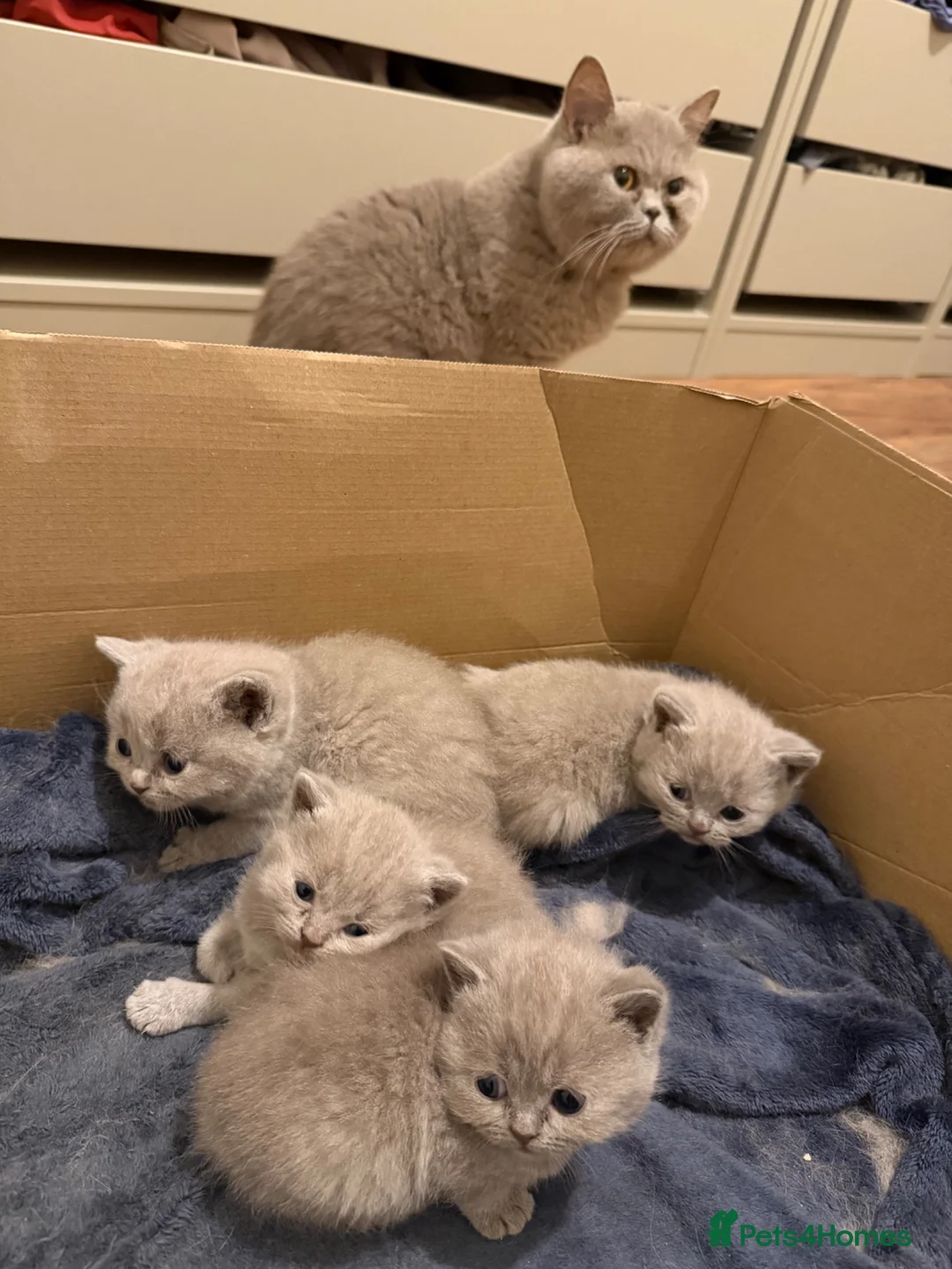 British Shorthair cats for sale: British shorthair kittens  - Advert 2