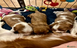 Cavalier King Charles Spaniel dogs for sale: Kc Cavalier King Charles Spaniel pups DNA tested  - Image 6