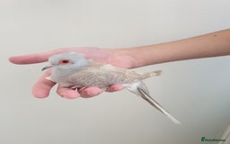 Doves birds for sale: 2 Diamond Doves for Sale - Image 4