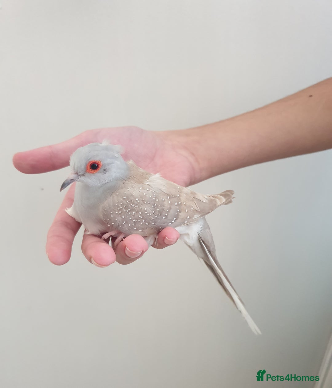 Doves birds for sale: 2 Diamond Doves for Sale - Image 4