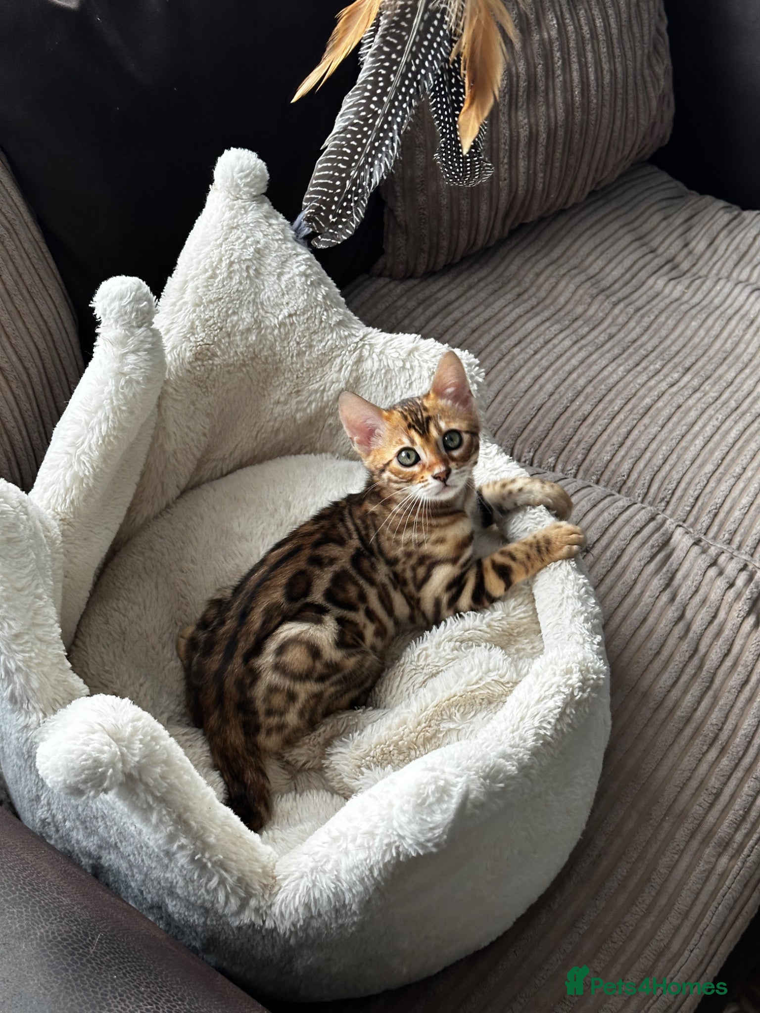 Bengal cats TICA Bengal kittens available!  - Advert 2
