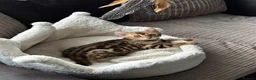Bengal cats for sale: TICA Bengal kittens available!  - Advert 26