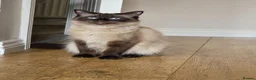 Ragdoll cats for sale: Loving kittens - Advert 2