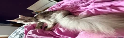 Maine Coon cats for sale: TICA Registered Maine Coon Kittens - Advert 2