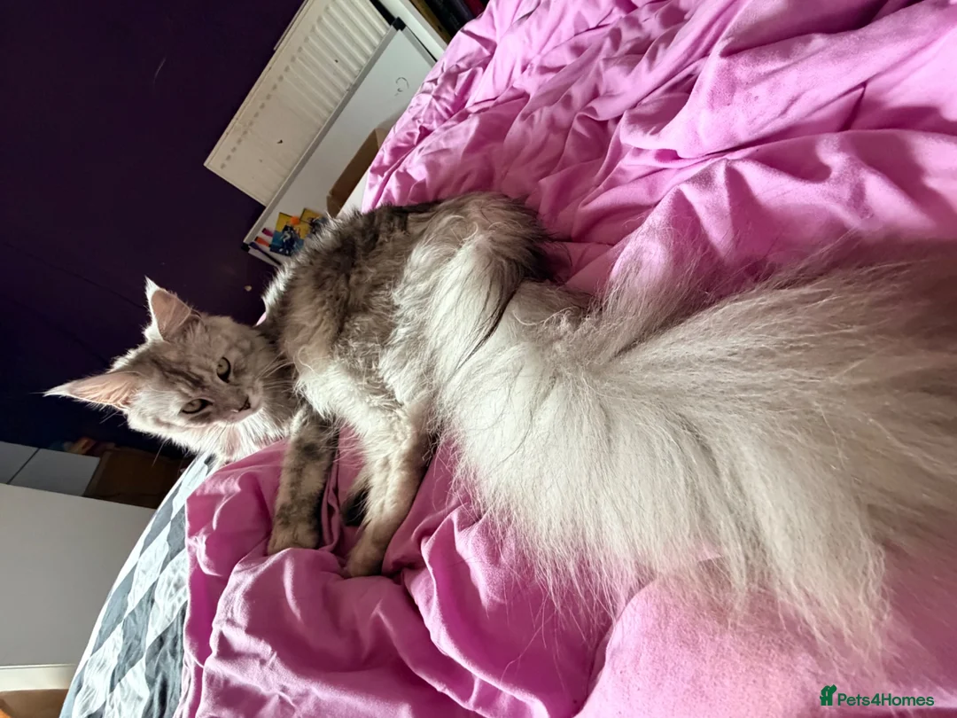 Maine Coon cats for sale: TICA Registered Maine Coon Kittens - Advert 2