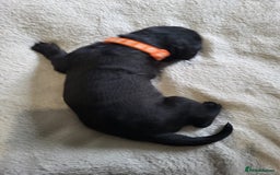 Labrador Retriever dogs for sale: 9 Gorgeous Labrador Puppies  - Image 6