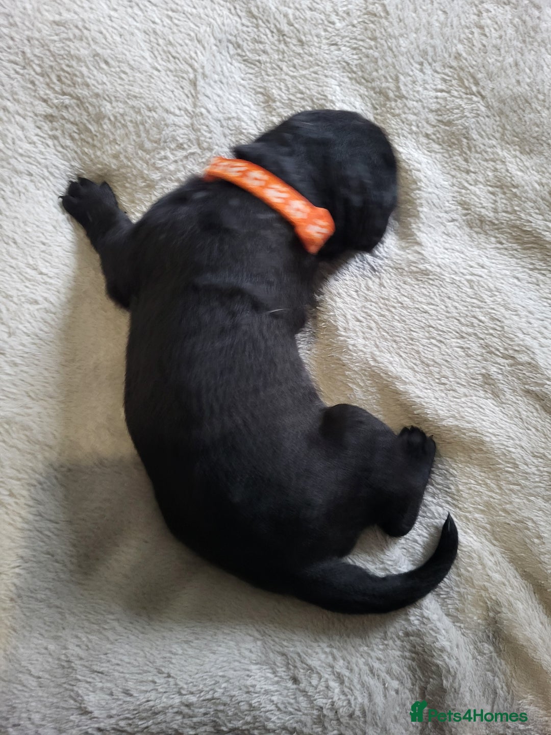 Labrador Retriever dogs for sale: 9 Gorgeous Labrador Puppies  - Image 6