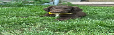 Sprocker Puppy 2