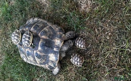 Tortoise reptiles for sale: Fertile female 20 years old Spur thigh  - Image 6