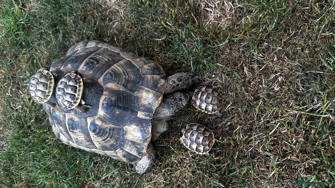 Tortoise reptiles for sale: Fertile female 20 years old Spur thigh  - Image 6