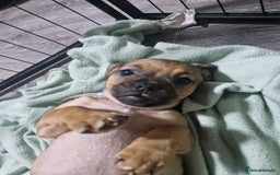 Mixed Breed dogs for sale: Dachshund X Pug - Image 7