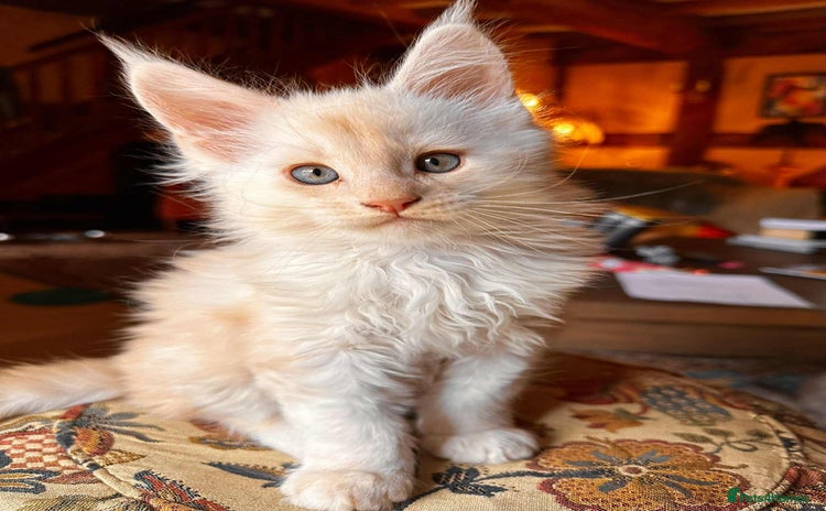 Maine Coon cats - Advert 2