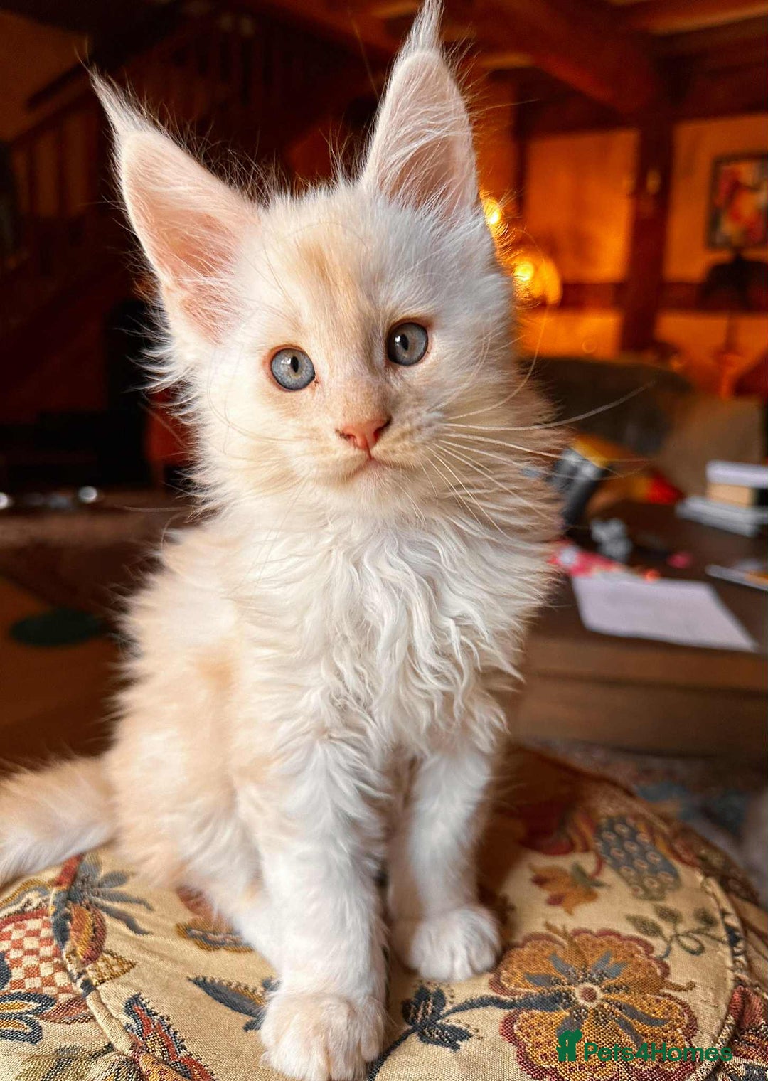 Maine Coon cats for sale: Maine Coon Pure Bred Kittens, TICA Registered - Image 3