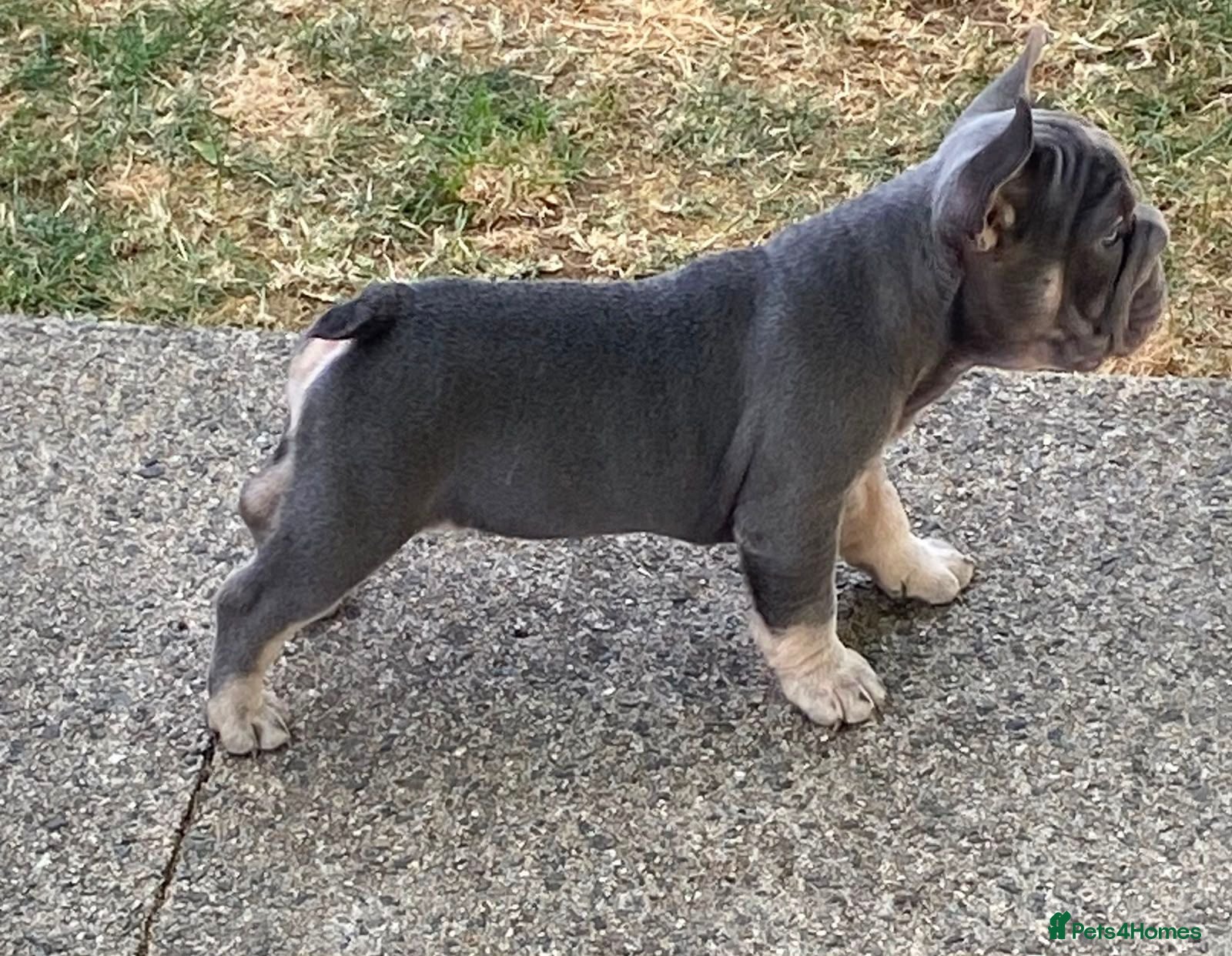 French Bulldog dogs  Beautiful French Bulldog Puppies from £1700 - Advert 2