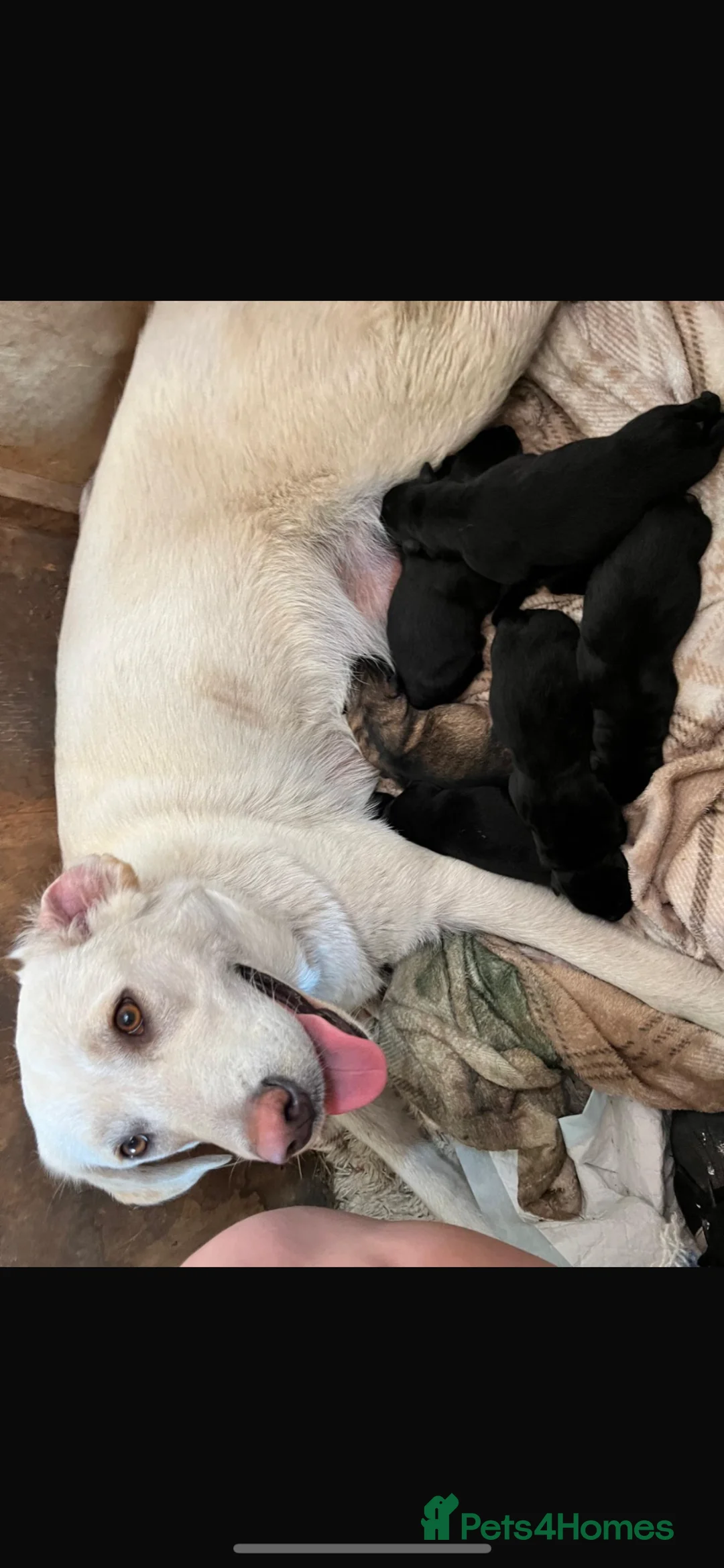 Mixed Breed dogs for sale: Husky cross Labrador for sale - Advert 2