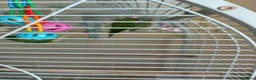 Ringnecks birds for sale: Young Indian Ringneck parakeet with cage  - Advert 3