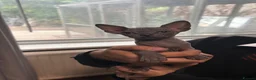 Sphynx cats for sale: Sphynx kittens  - Advert 3