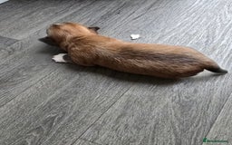 Morkie dogs for sale: Morkie puppies for sale - Image 5