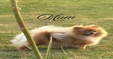Pomeranian dogs - Advert 16