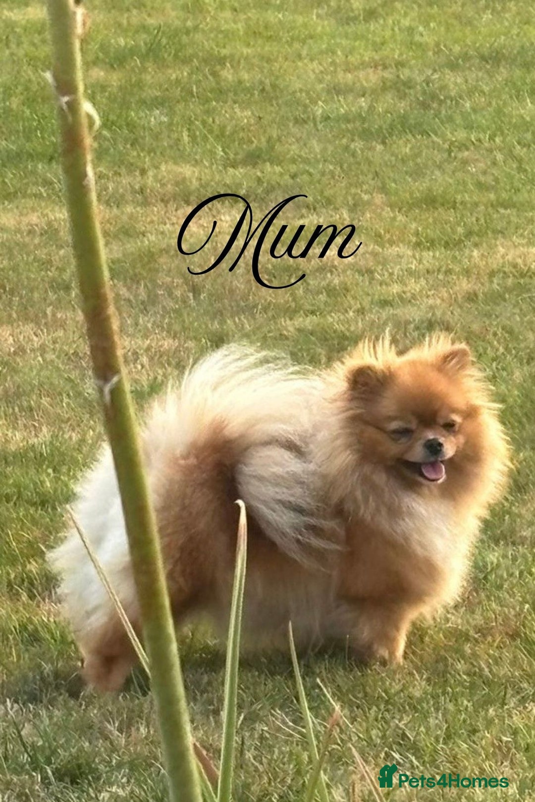 Pomeranian dogs for sale: KC Reg show quality Poms, 5 🌟 homes Only - Image 2