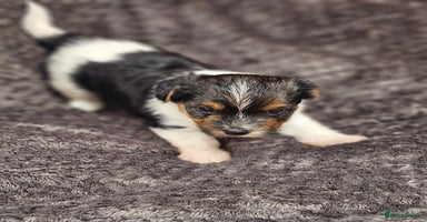 Yorkshire Terrier dogs - Advert 9