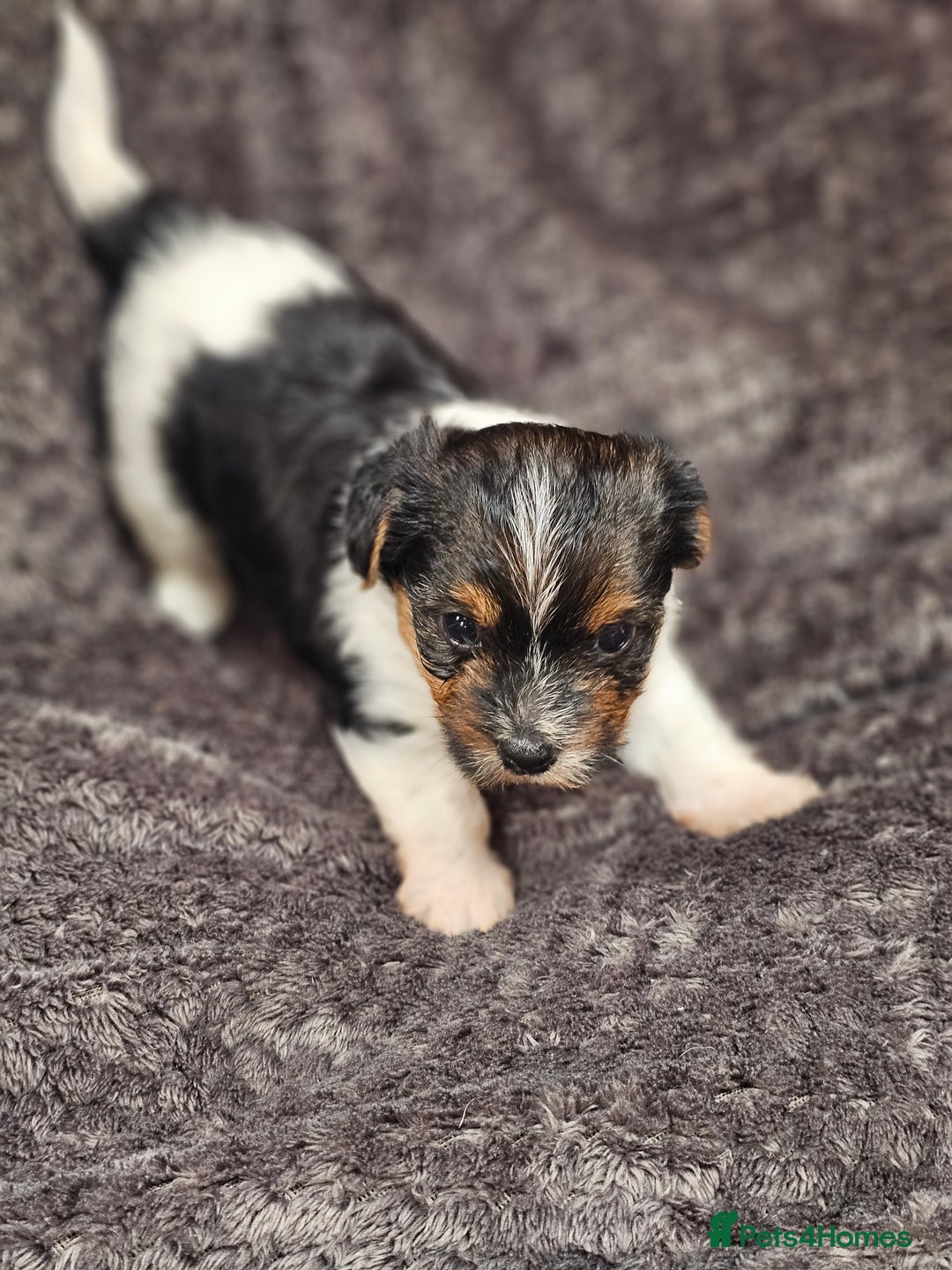 Yorkshire Terrier dogs for sale: Yorkshire terriers - Image 3