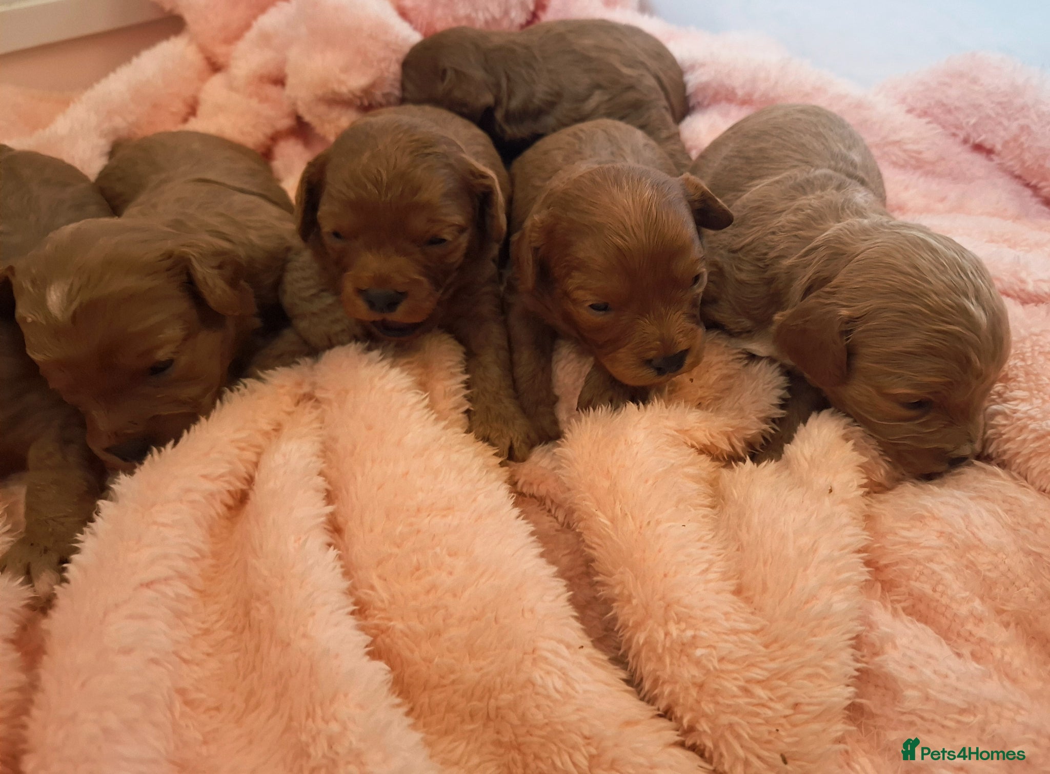 Cavapoo dogs Health tested red/champagne toy cavapoos - Advert 3