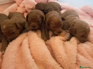 Cavapoo dogs Health tested red/champagne toy cavapoos - Advert 3