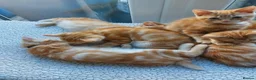 Mixed Breed cats for sale: Maine coon cross Ginger 12 week kittens male - Advert 8