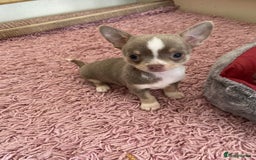 Chihuahua dogs for sale: Chihuahua Puppies For Sale - Advert 14