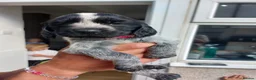 Sprocker dogs for sale: Stunning Sprocker Spaniel Puppies For Sale in Hull - Advert 13