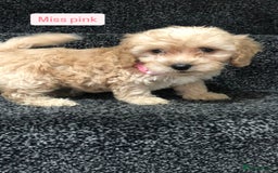 Cockapoo dogs for sale: F1b toy cockapoo puppies - Image 16