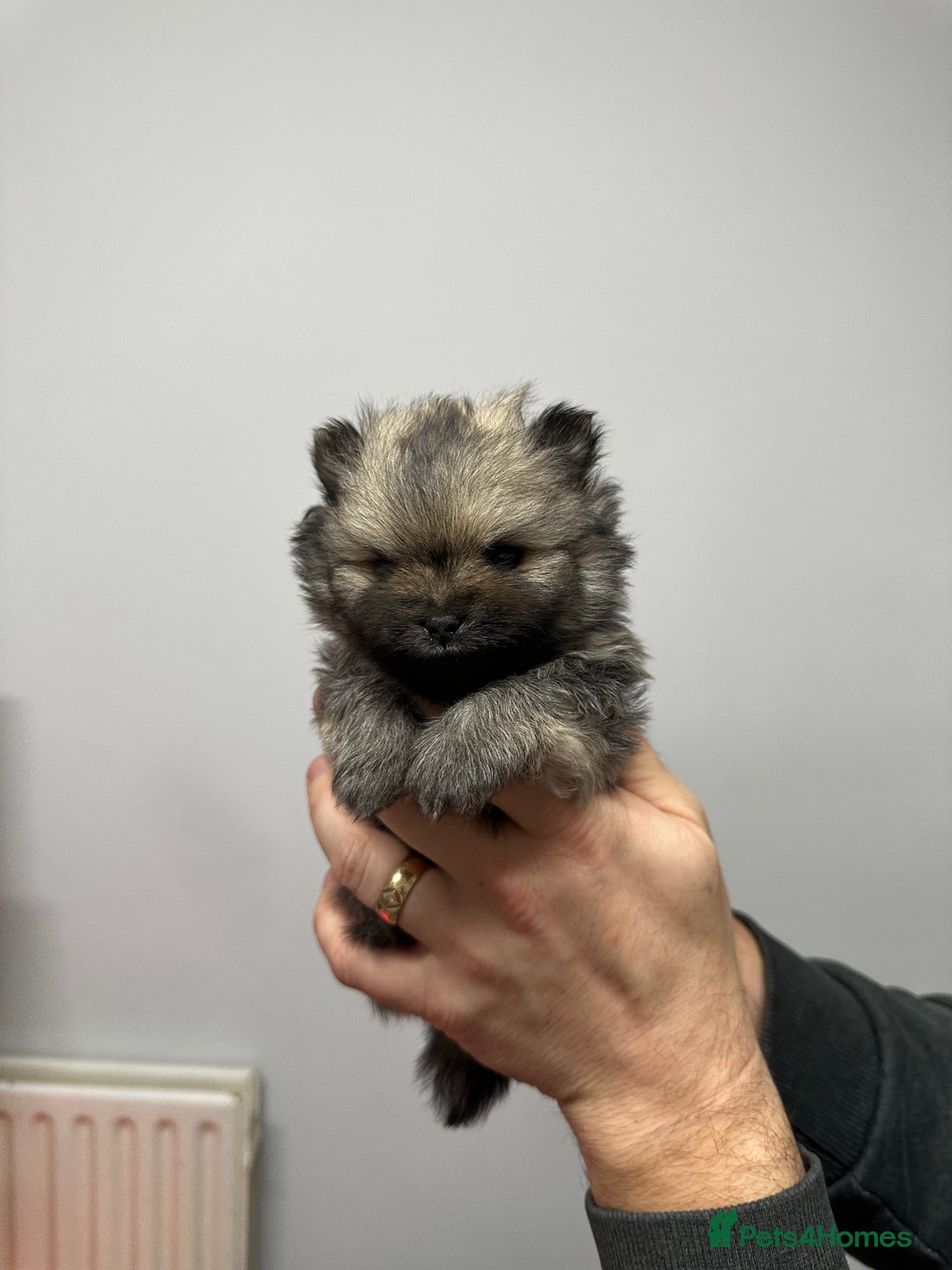 Pomeranian dogs for sale: GORGEOUS POMERANIAN PUPPIES 🐶🐶🐶🐶🐶 - Advert 3